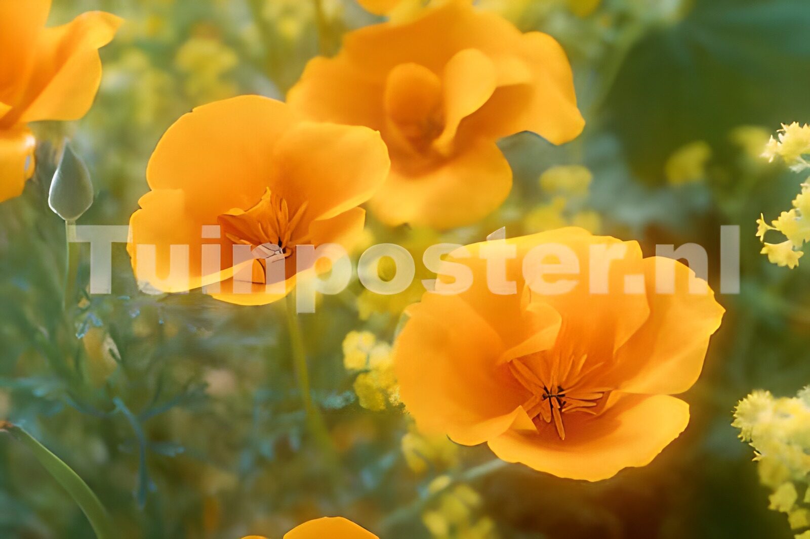 HPDK45382: Orange guldvalmuer i varmt lys