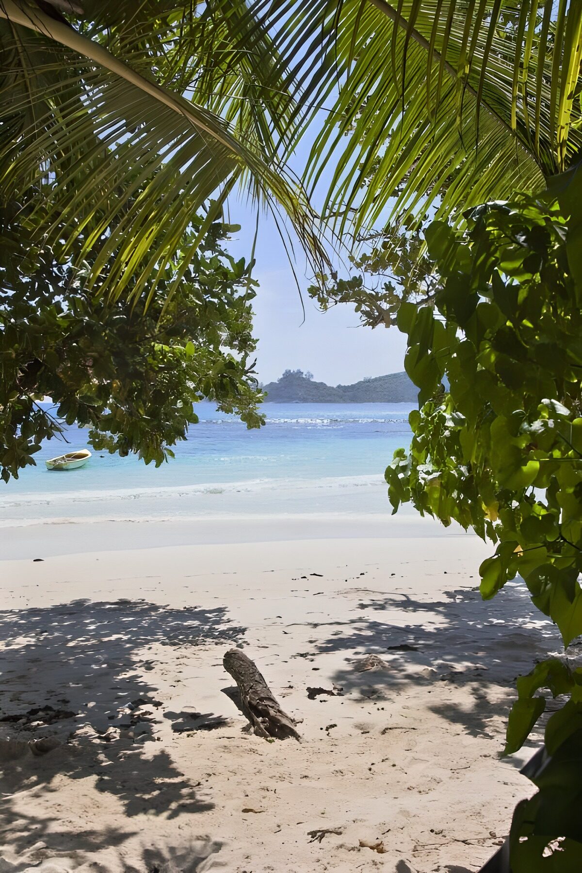 Tropestrand i palmernes skygge