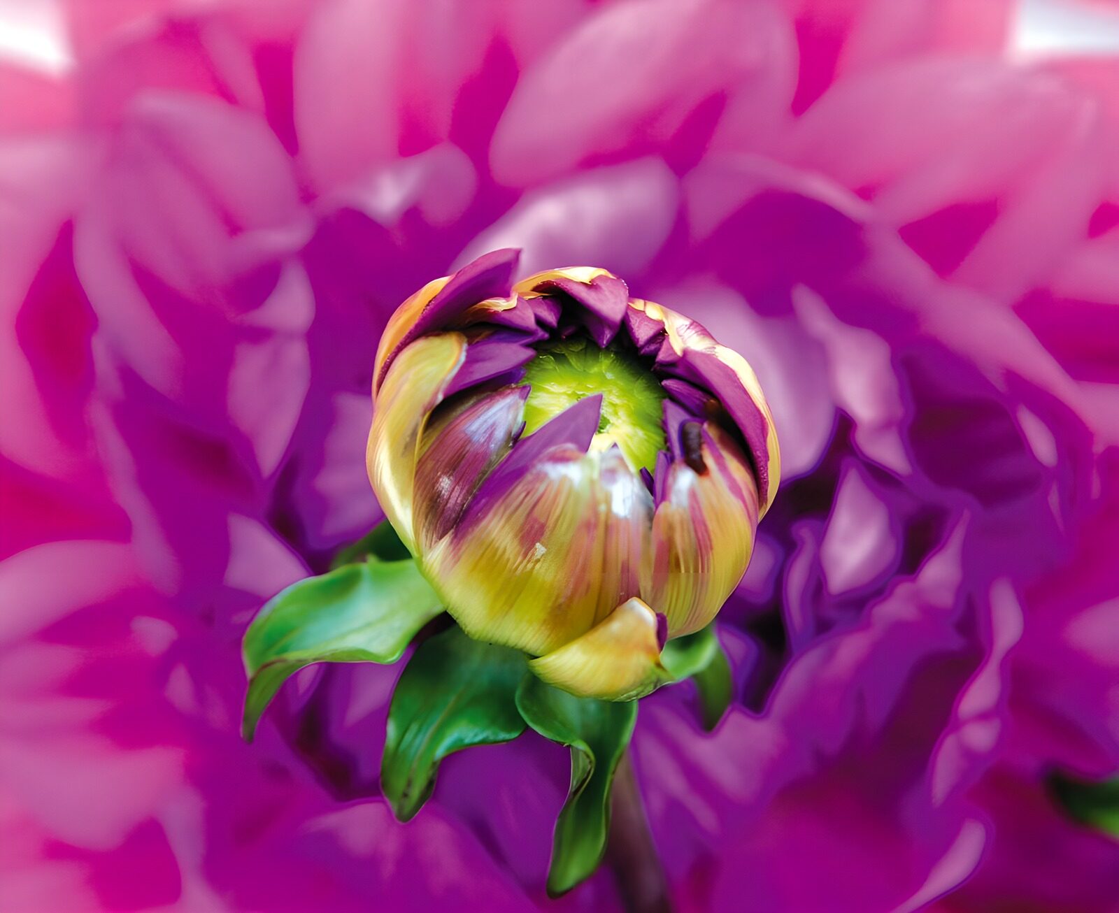 HPDK17798: Lilla blomsterknop mod en sky af pink