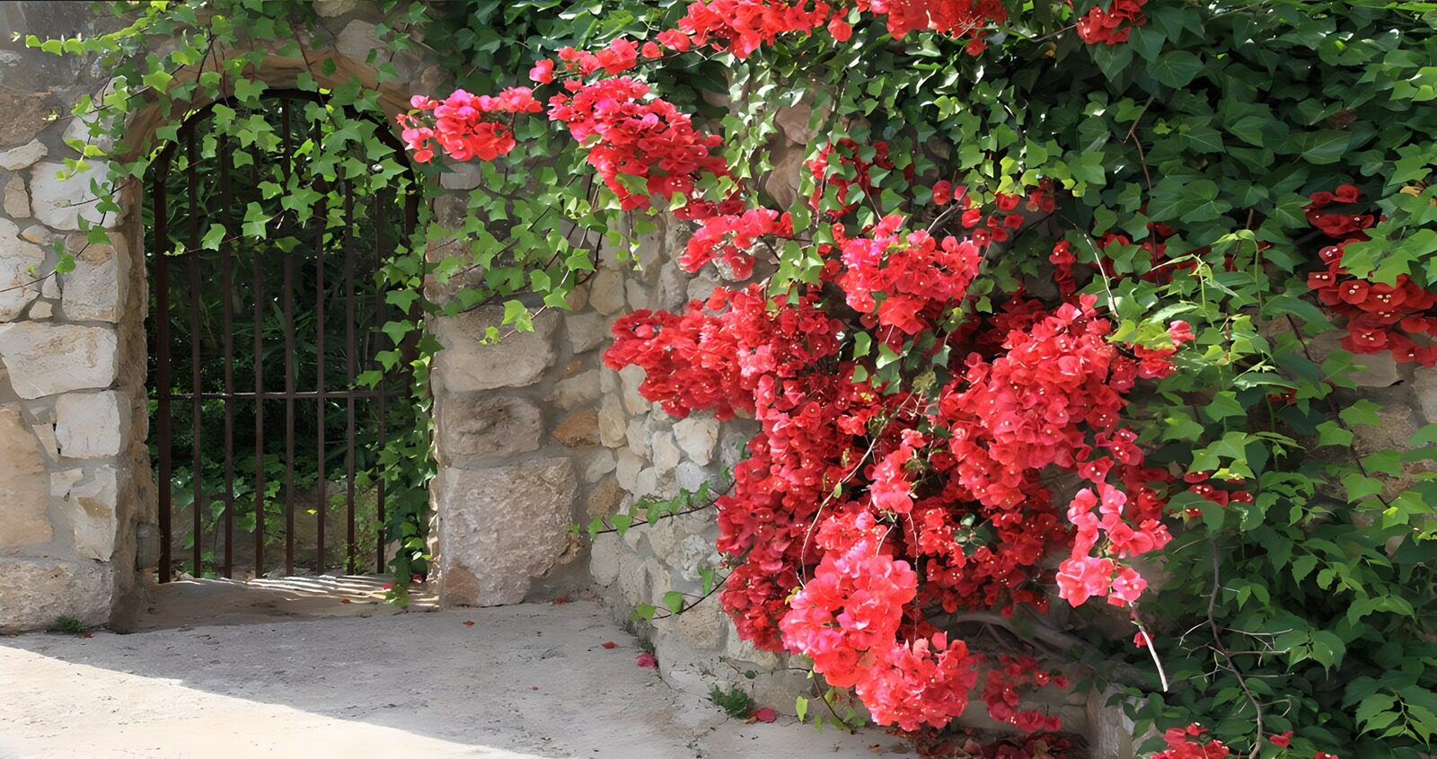 HPDK59178: Jernlåge og bougainvillea i solskin