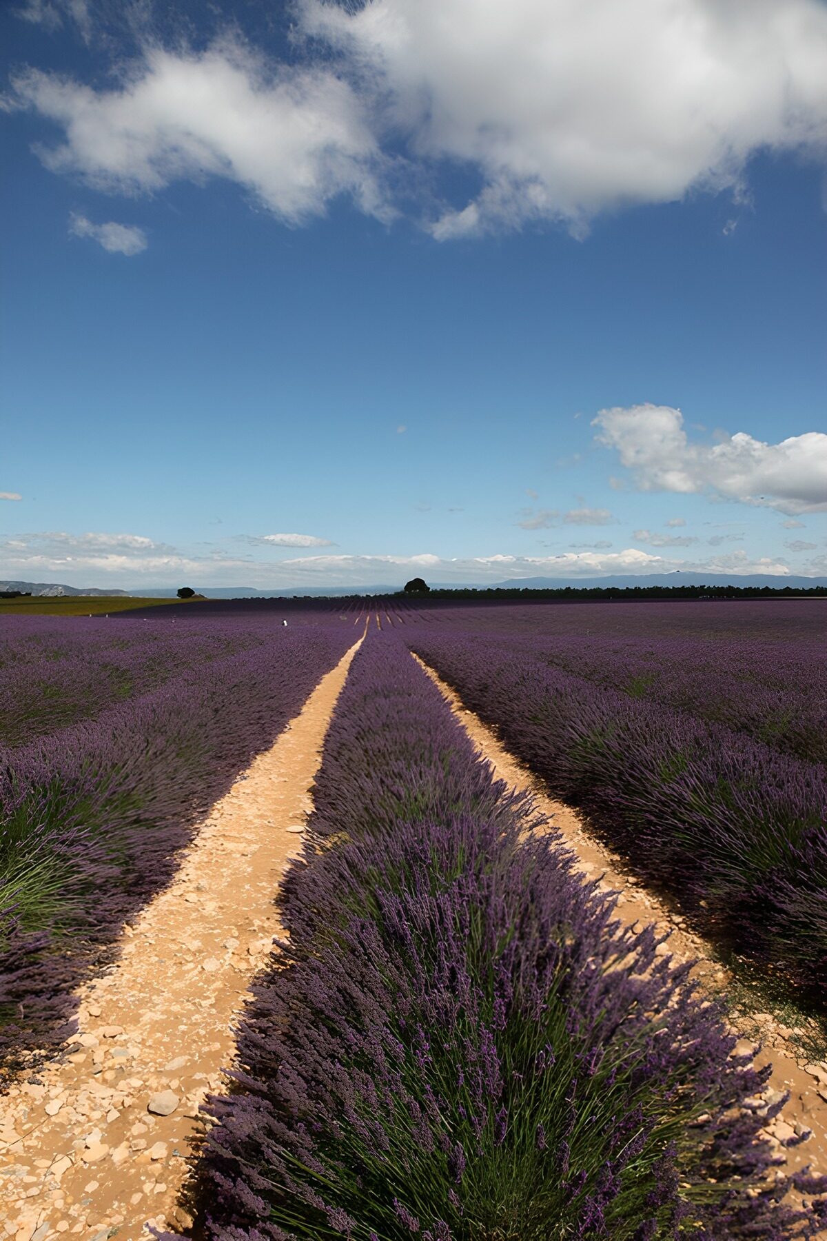 HPDK20682: Lavendel under en himmel af sommer