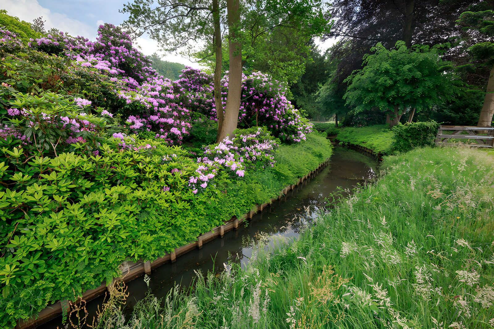 HPDK71679: Rhododendron og bæk i havens ro
