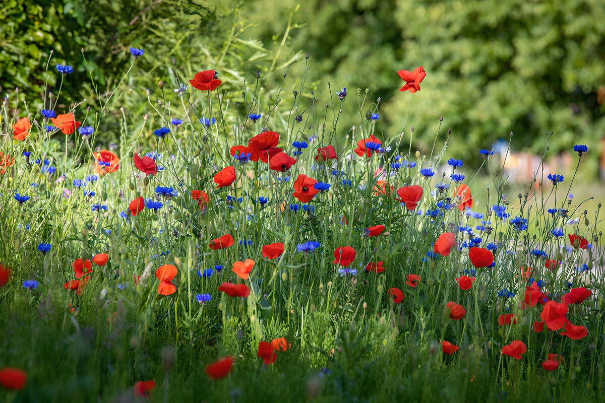 Røde valmuer i et blåt blomsterhav