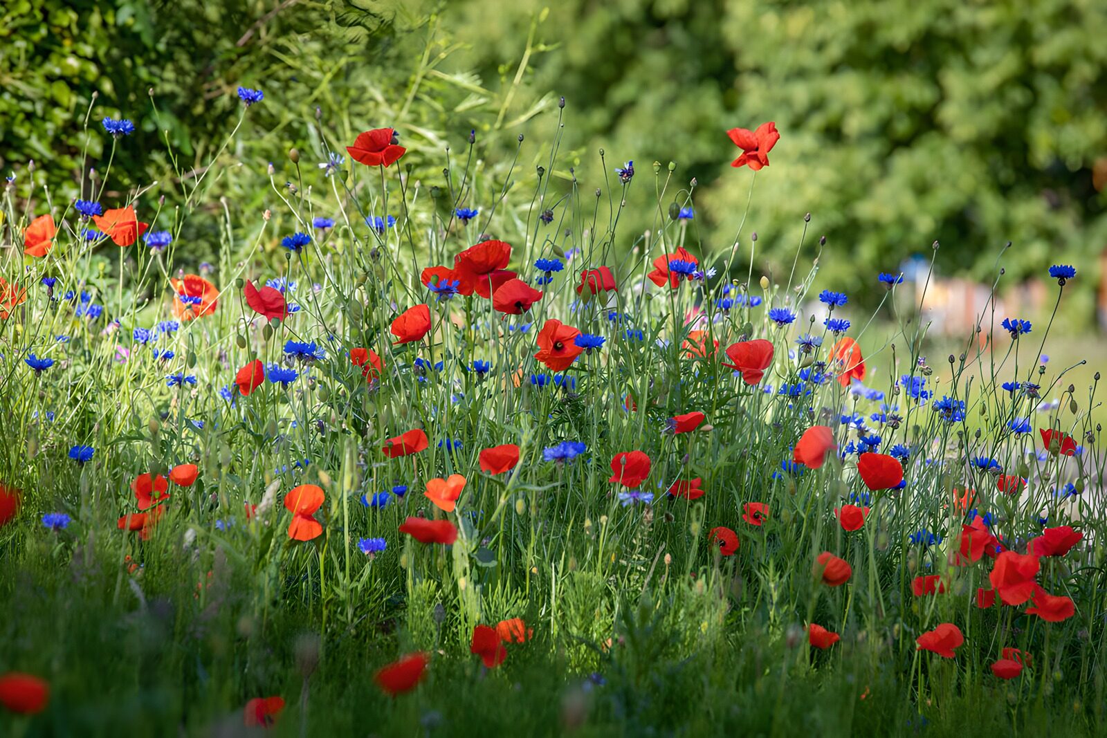 HPDK35202: Røde valmuer i et blåt blomsterhav