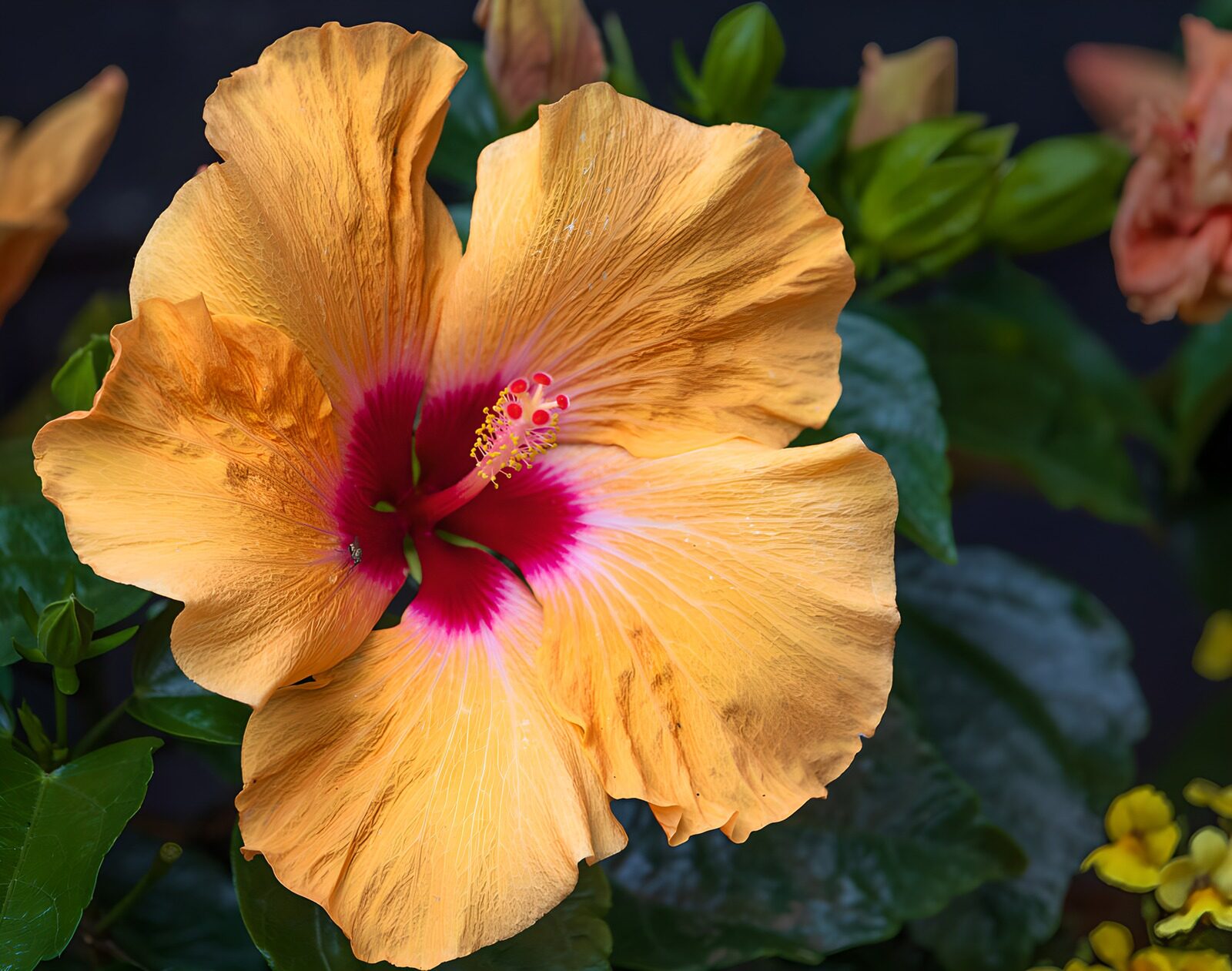 HPDK18179: Orange hibiscus med rosa hjerte
