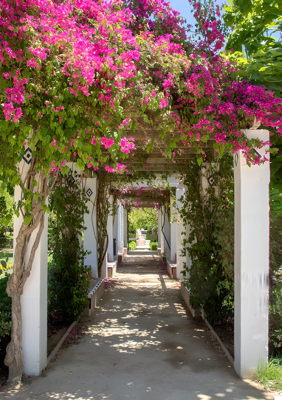 Hvid pergola med pink blomster og skygge