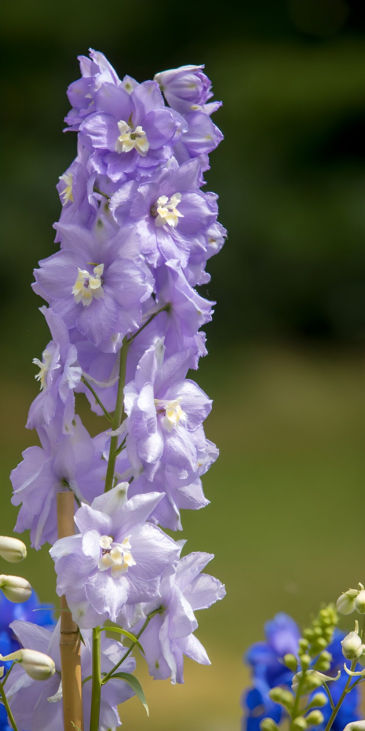 HPDK39090: Lyslilla ridderspore i sollys