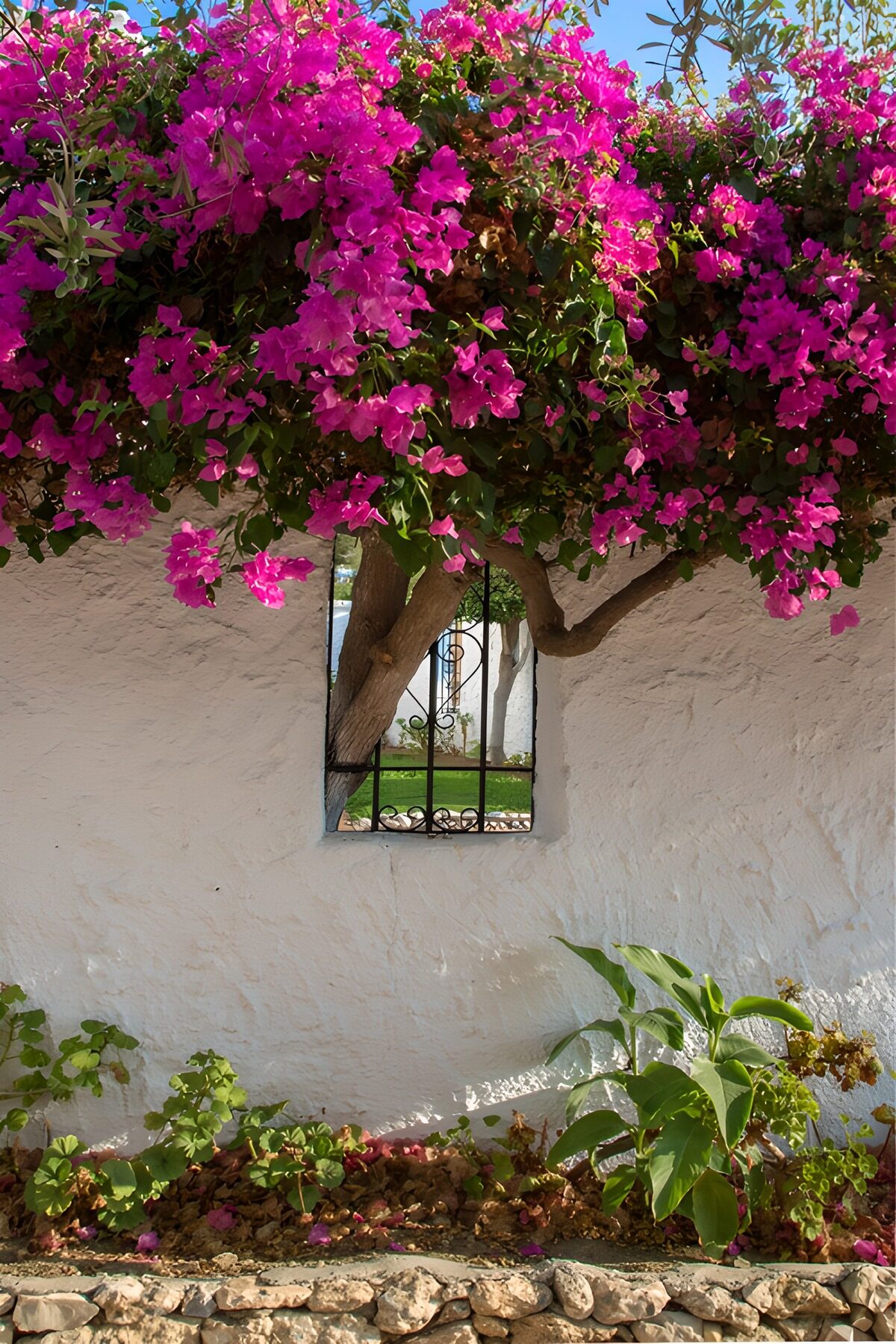 Bougainvillea over en solbeskinnet hvid mur