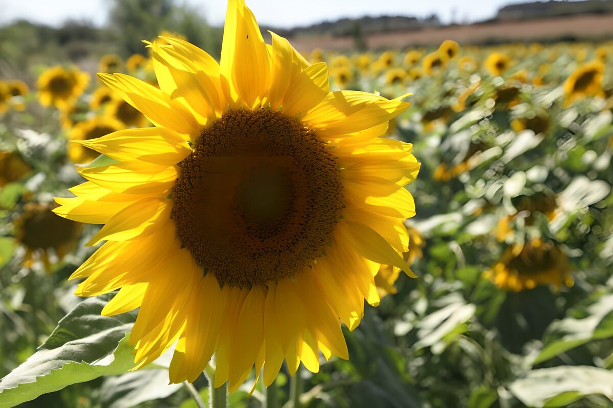 Solsikke i nærbillede og sommerlys
