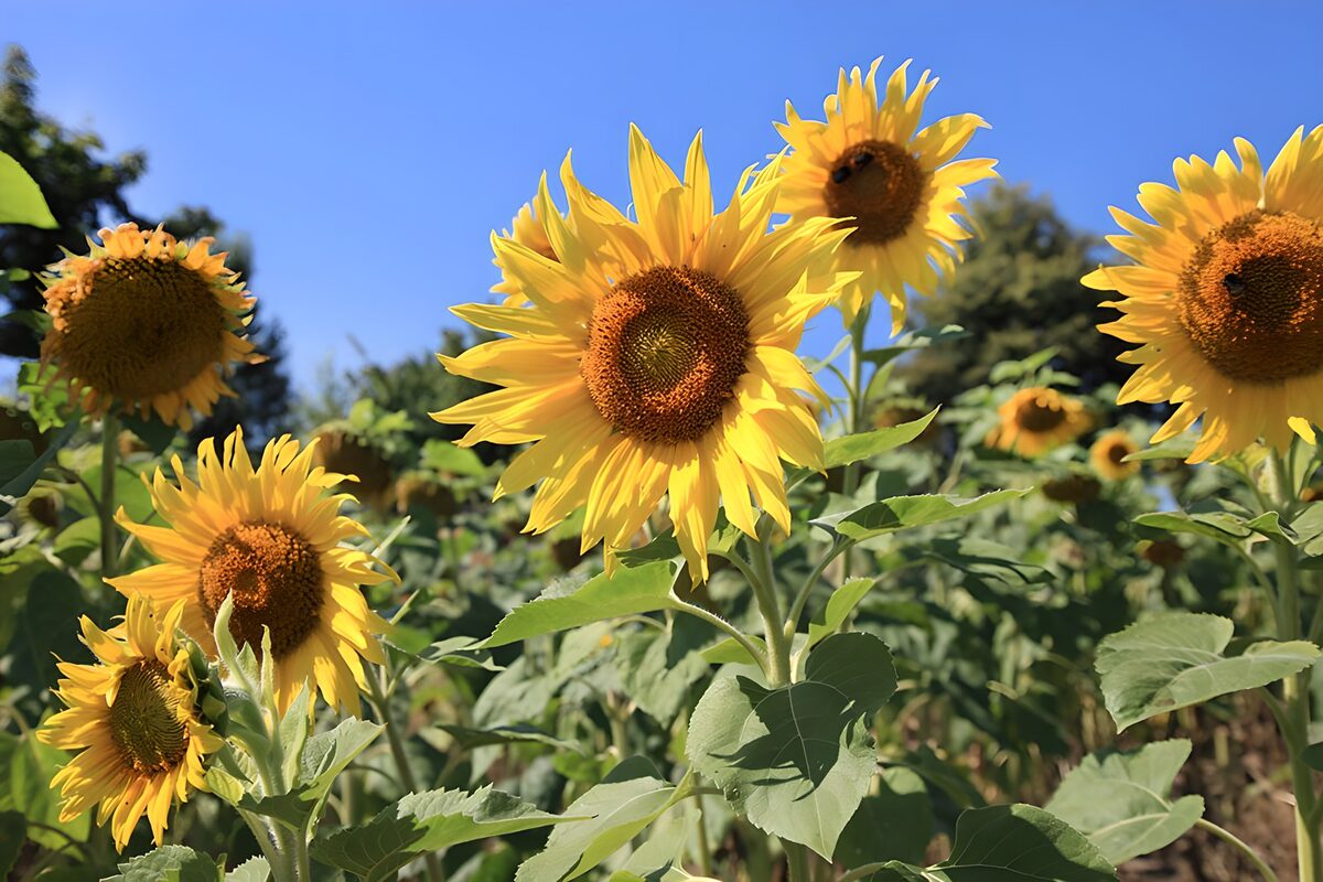 Solsikker i gyldent sommerlys