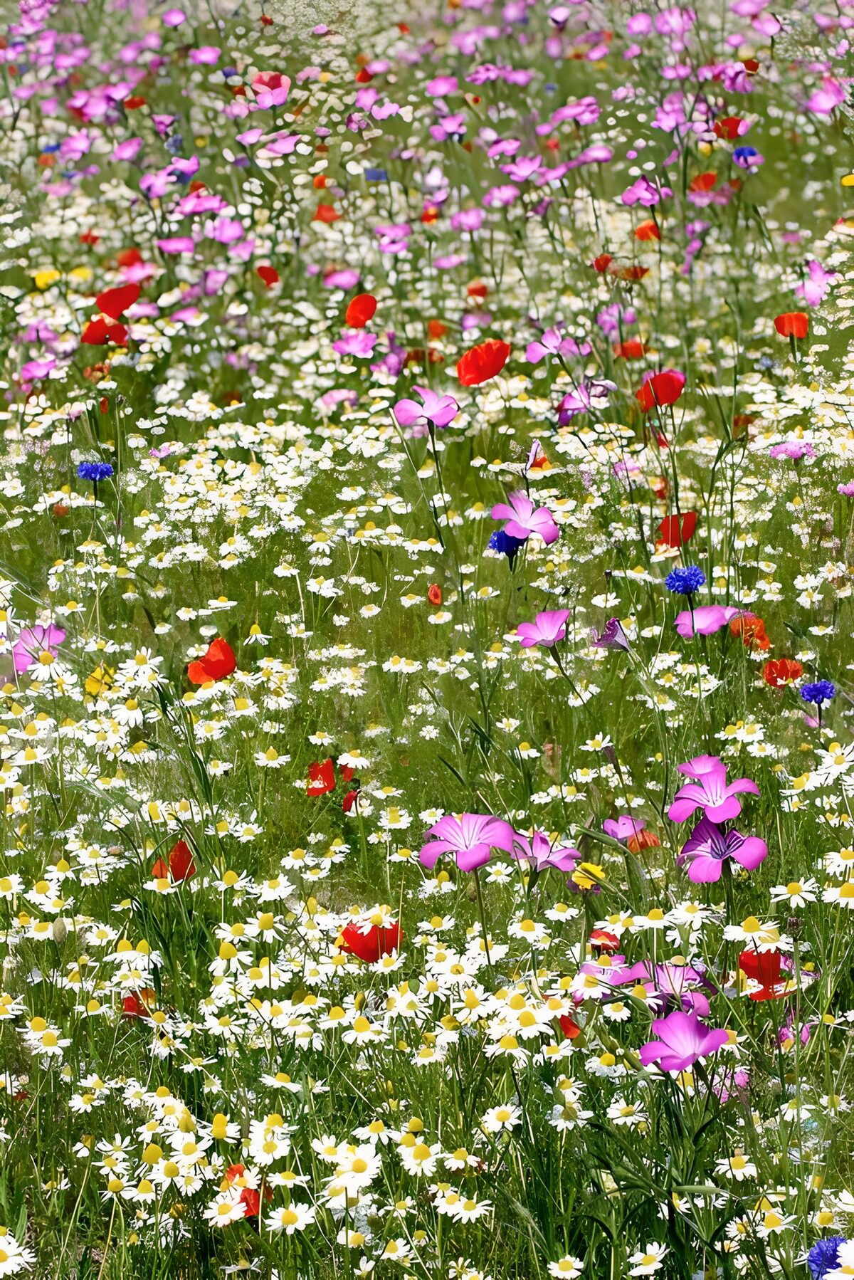 Blomstereng med valmuer og kornblomster