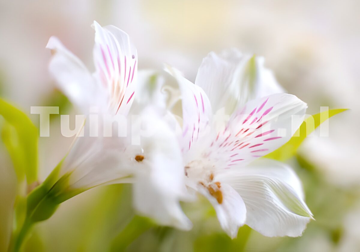 Inkaliljer i en hvid blomsterdrøm
