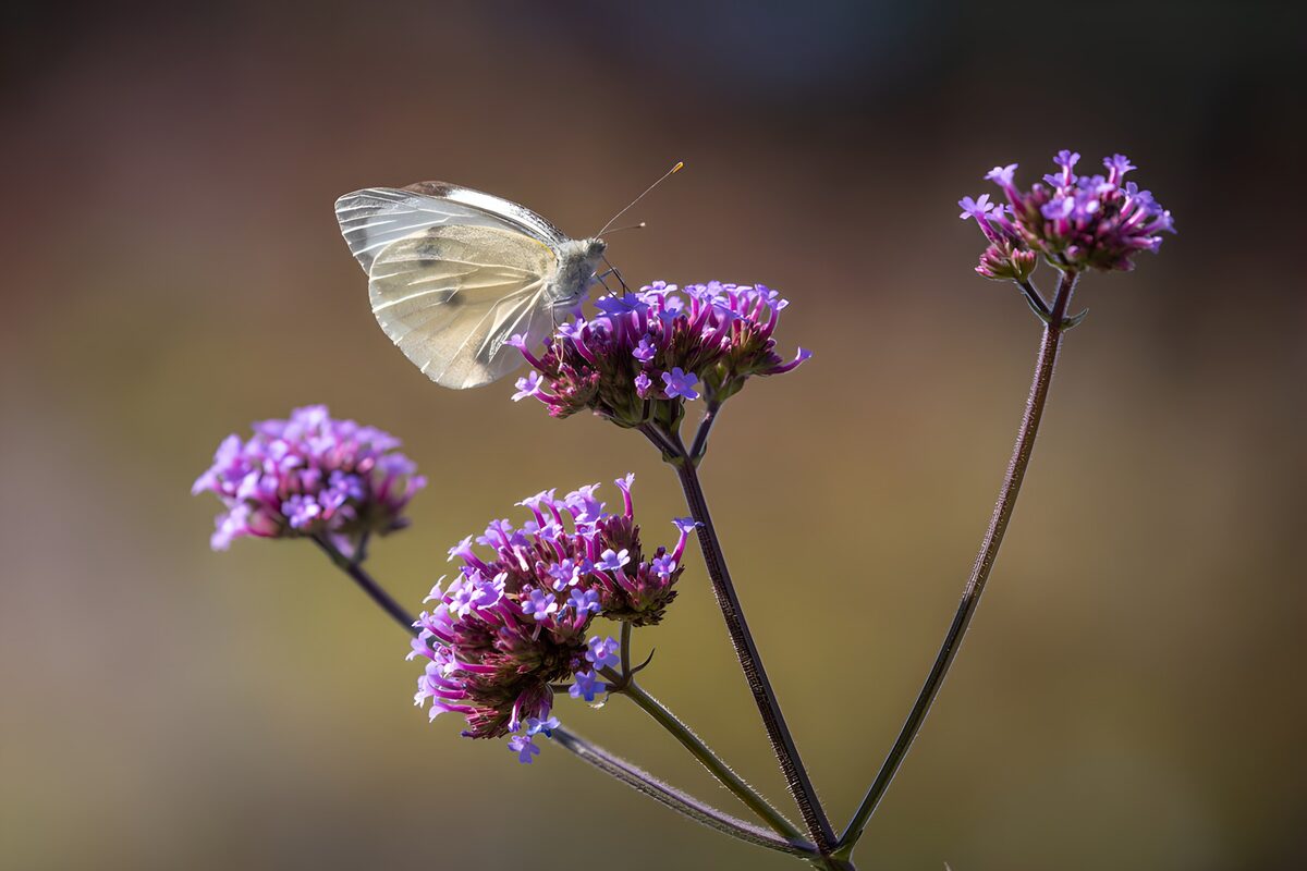 Hvid sommerfugl på lilla blomster i sol