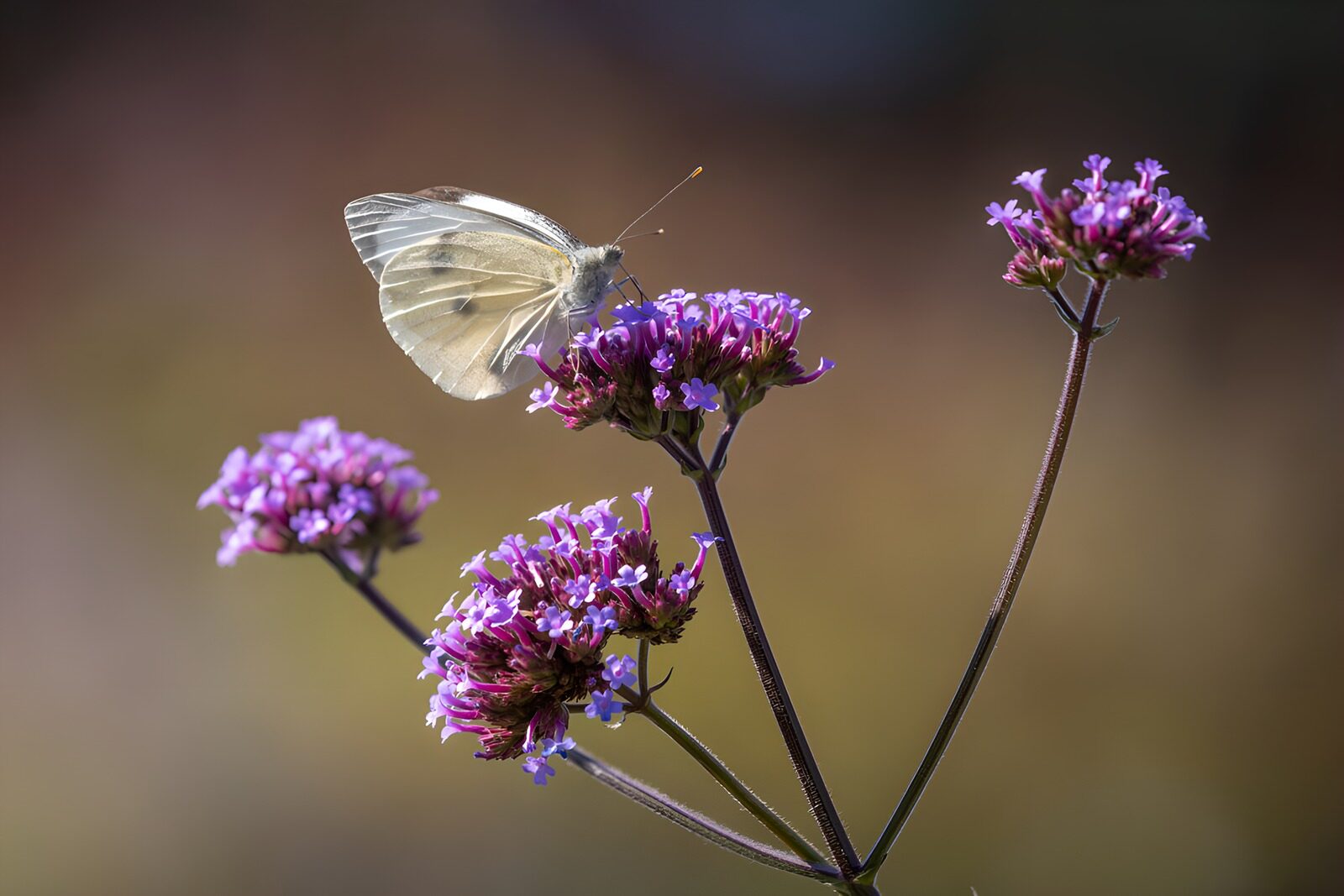 HPDK72167: Hvid sommerfugl på lilla blomster i sol