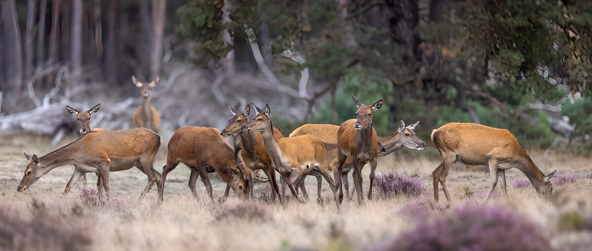 HPDK17879: Hjorteflok i lyng ved skovens kant