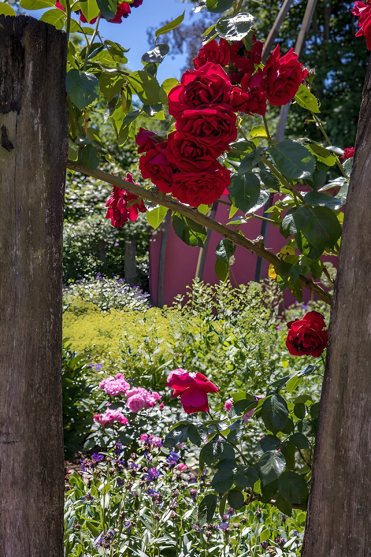Dybrøde klatreroser i sommersol