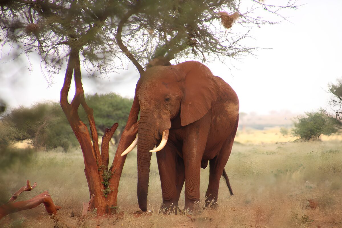 Elefant ved en kløvet træstamme
