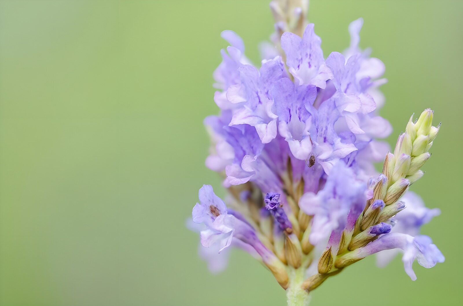 HPDK13778: Lyslilla blomster mod blødt grønt