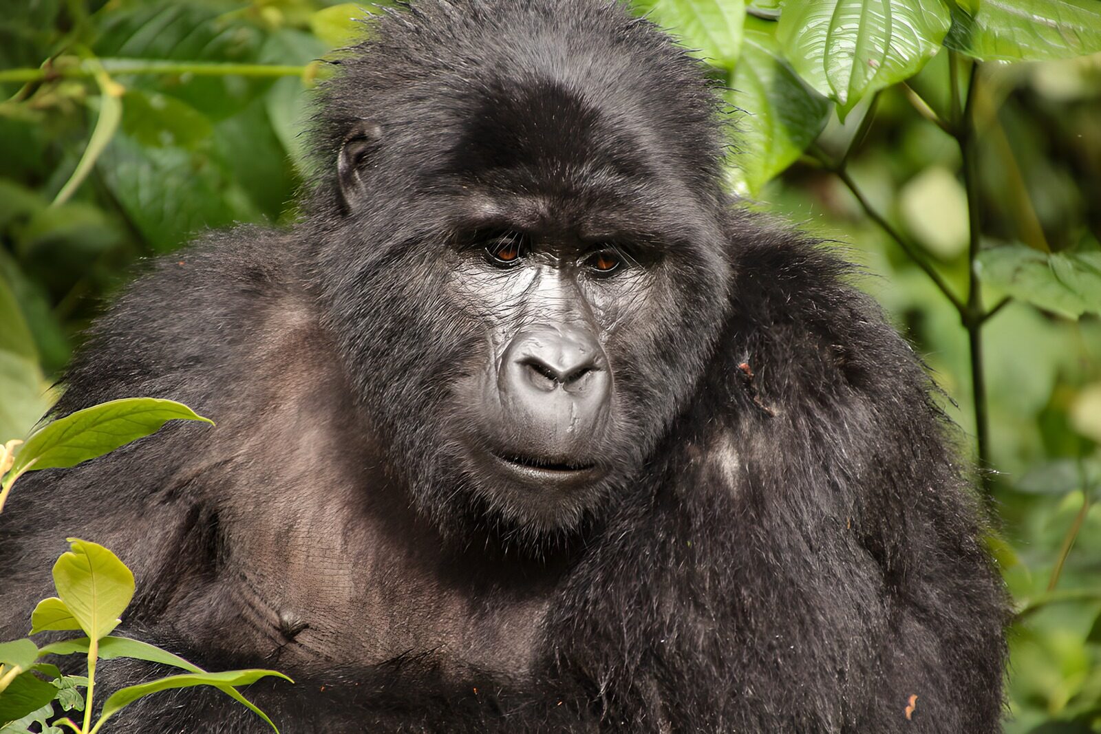 HPDK16992: Gorillaportræt med et roligt blik