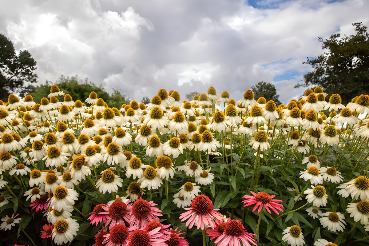 Hvide og rosa solhatte under sommerskyer