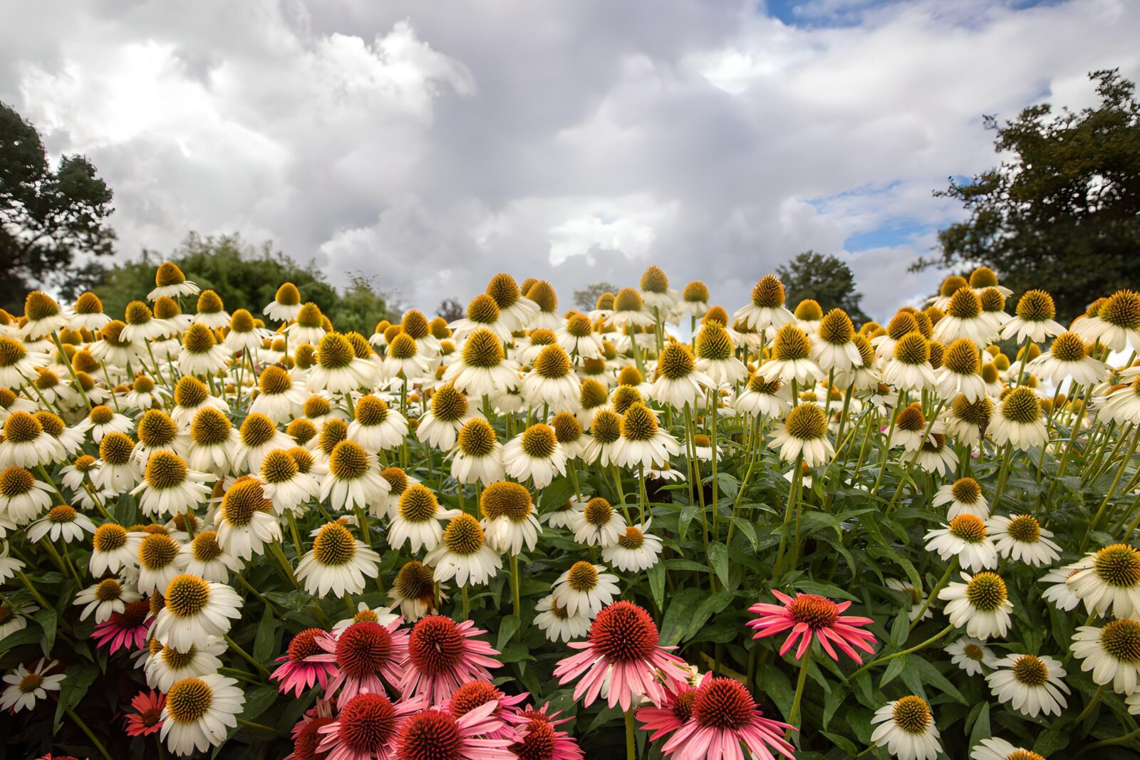 HPDK29406: Hvide og rosa solhatte under sommerskyer
