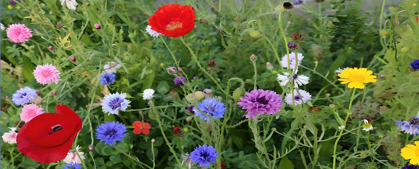 HPDK69636: Røde valmuer og blå kornblomster i flor