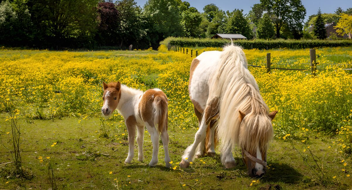 Pony og føl på en solrig blomstereng