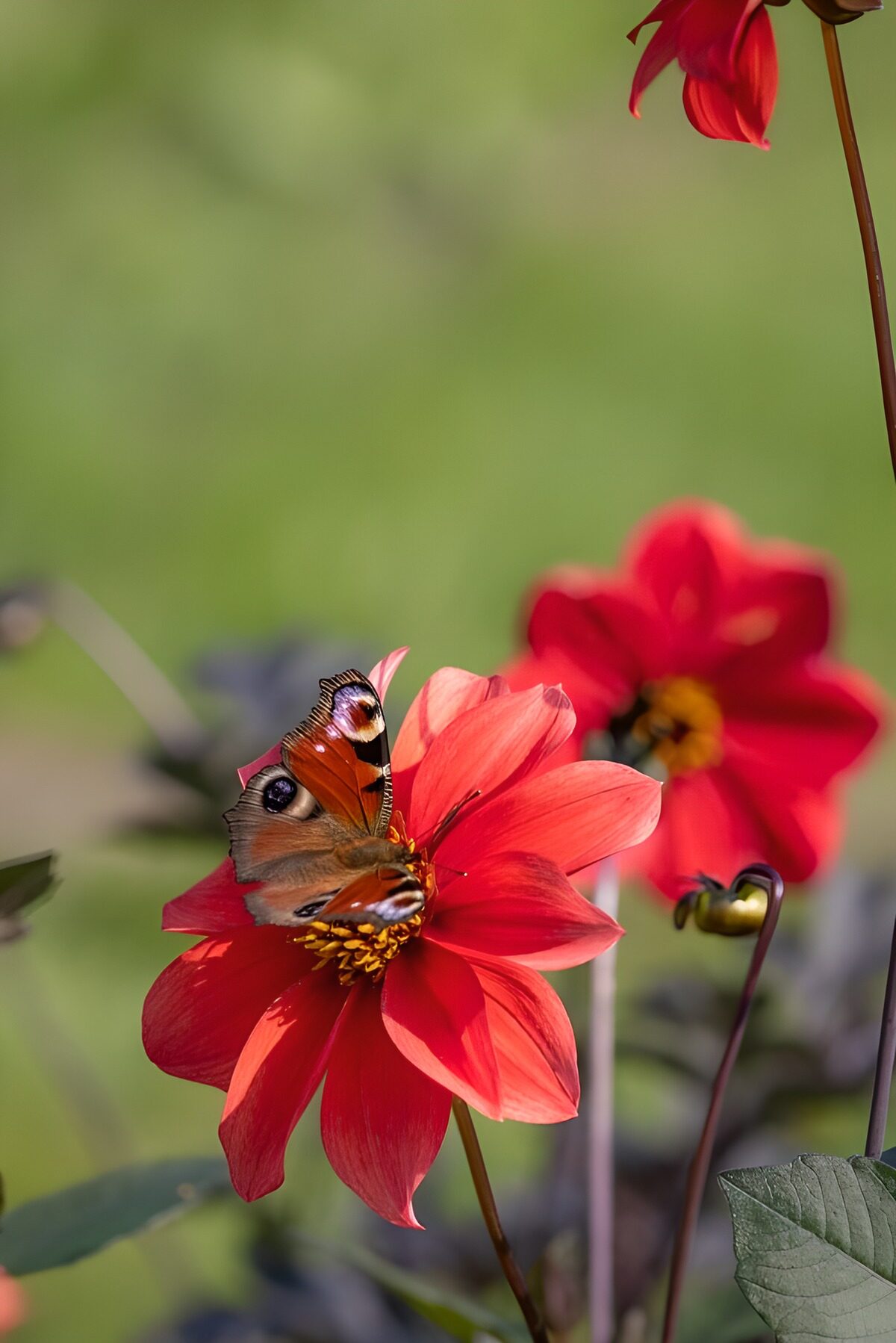 HPDK88736: Dagpåfugleøje på rød dahlia i sol