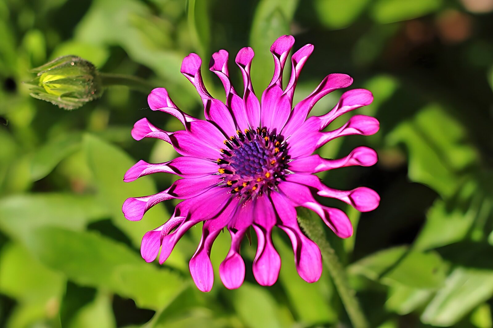 HPDK73911: Pink kapmarguerit i sollys
