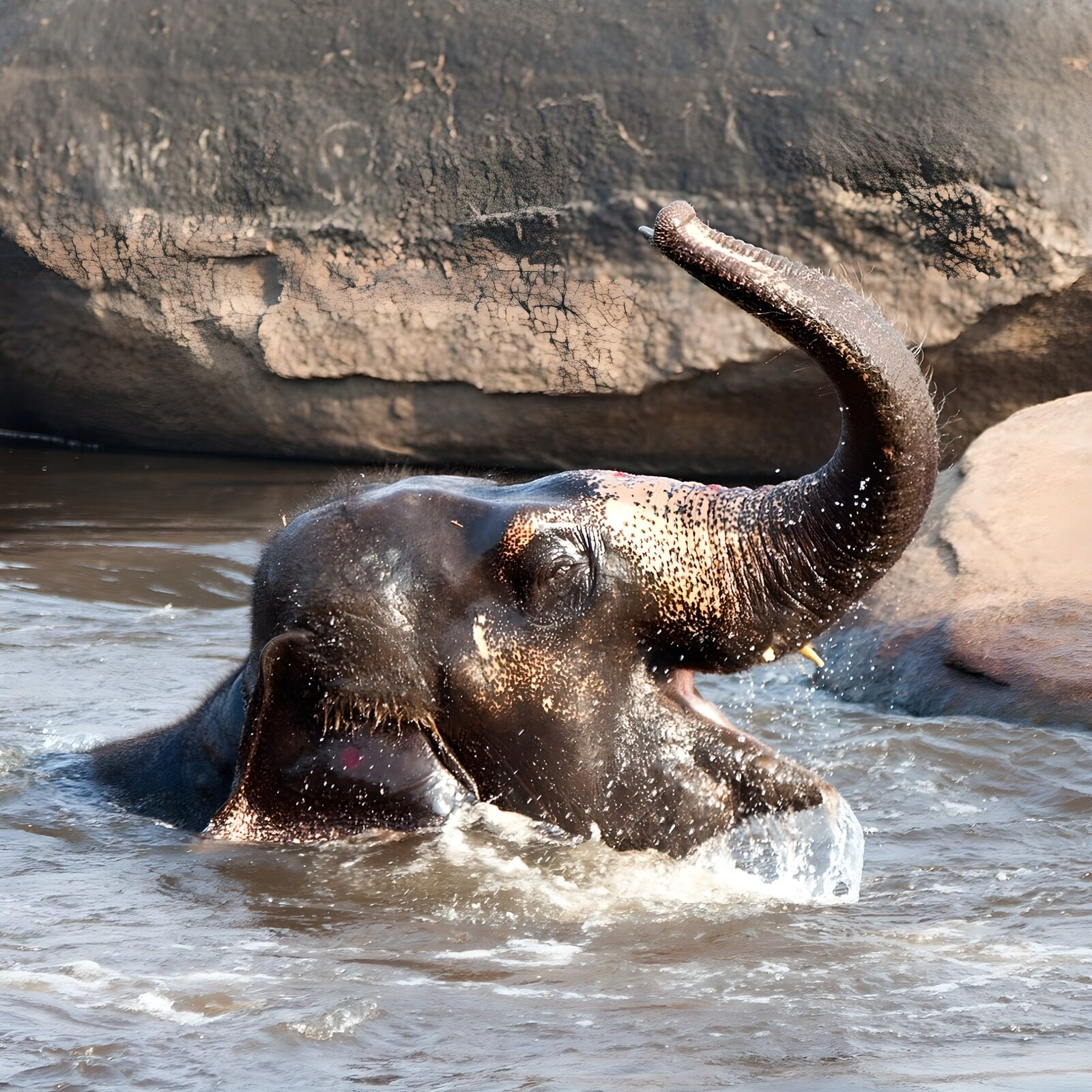 HPDK30489: Badende elefant med snablen i vejret