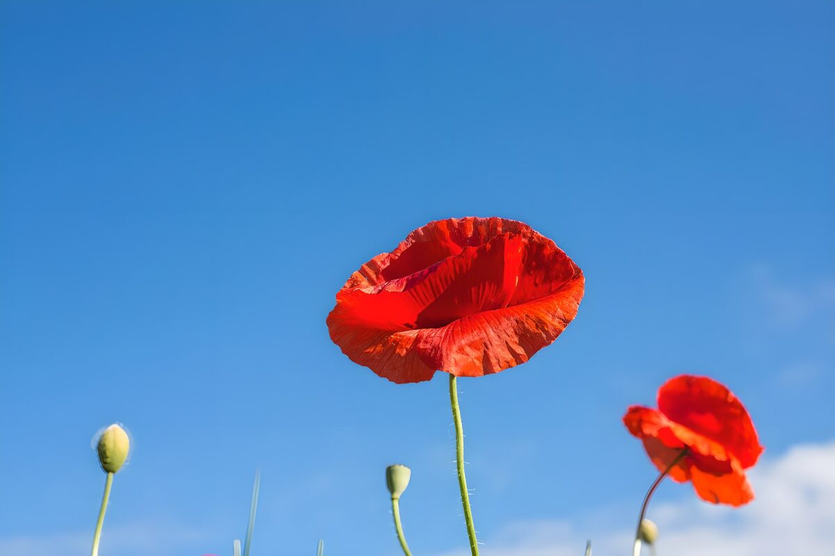 Røde valmuer i klart solskin
