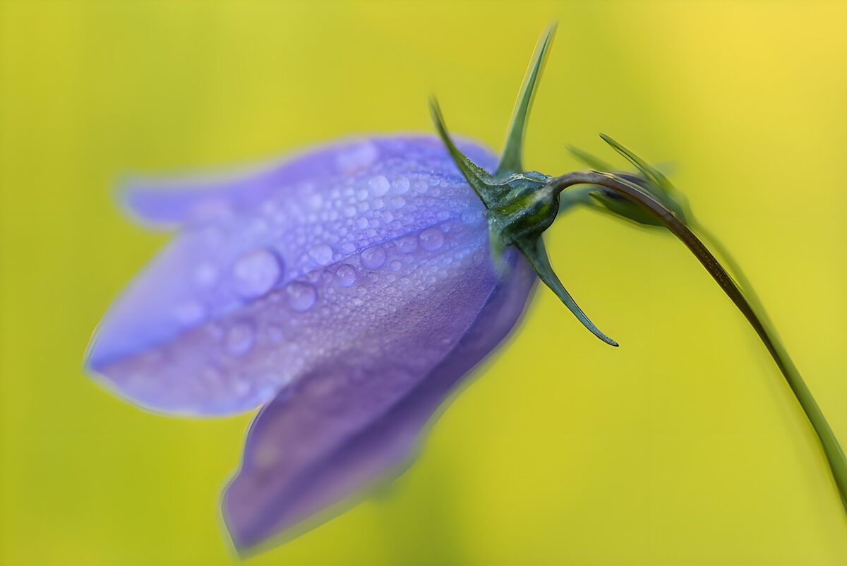 Lilla klokkeblomst i stille nærbillede