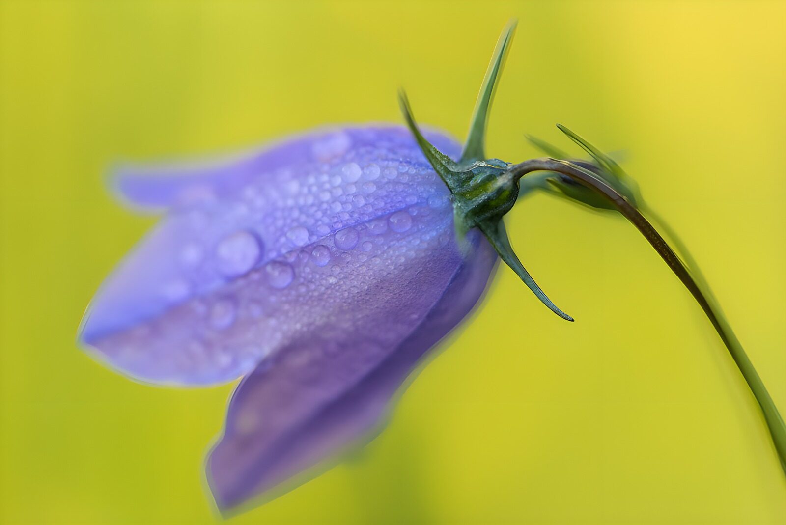 HPDK60548: Lilla klokkeblomst i stille nærbillede