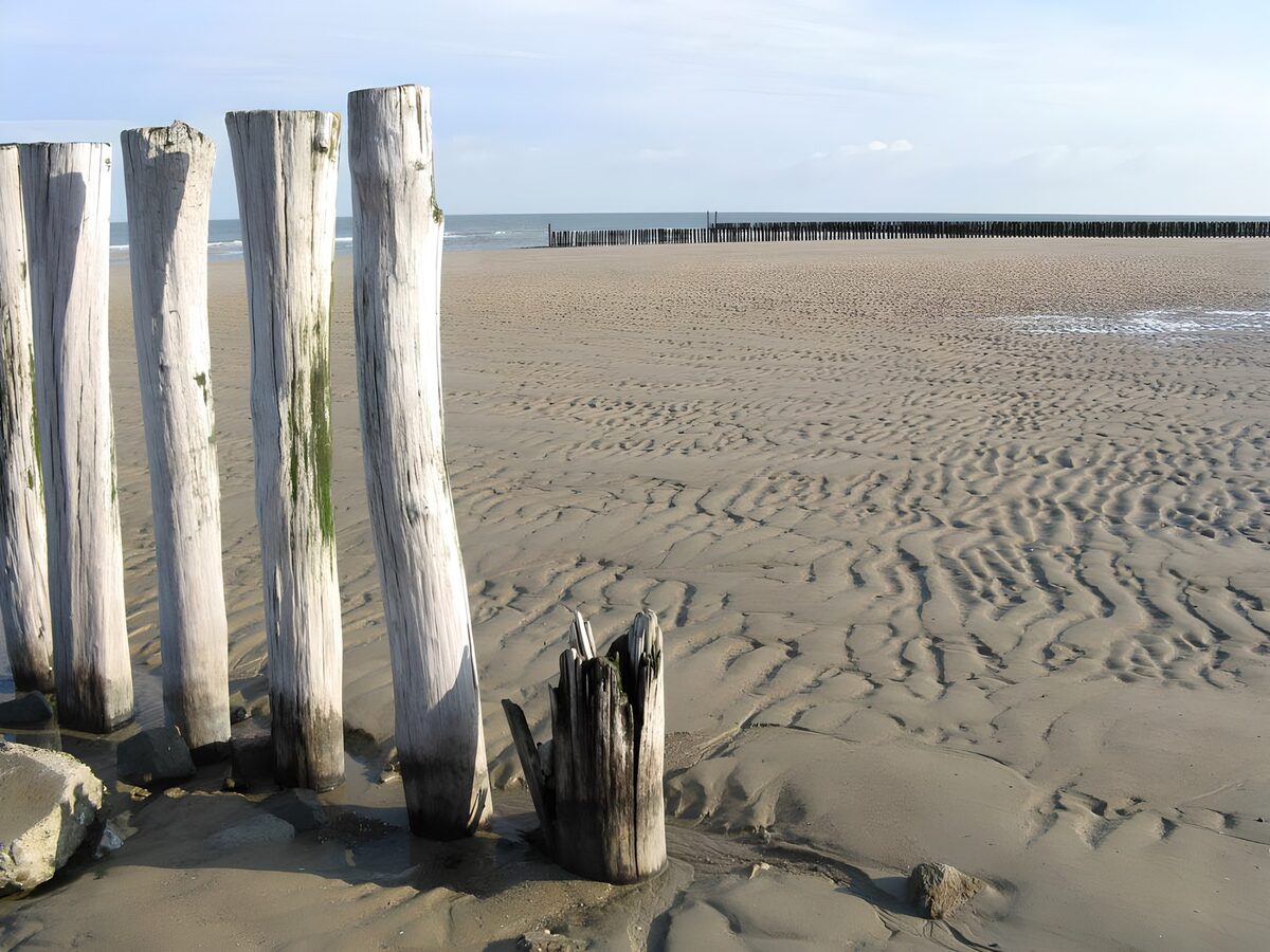 Vejrbidte træpæle på stranden ved ebbe
