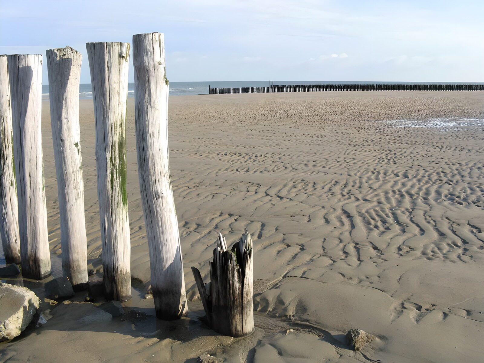 HPDK51483: Vejrbidte træpæle på stranden ved ebbe