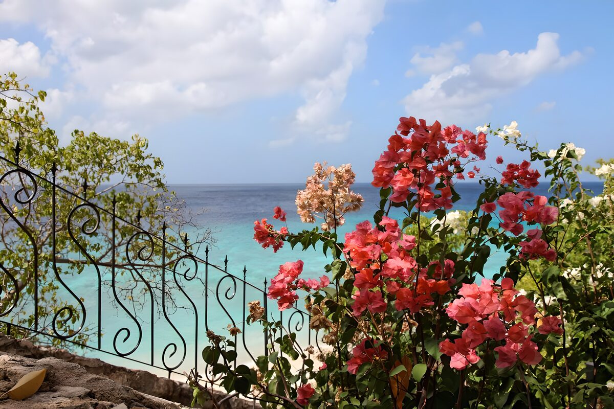 Bougainvillea ved det turkisblå hav
