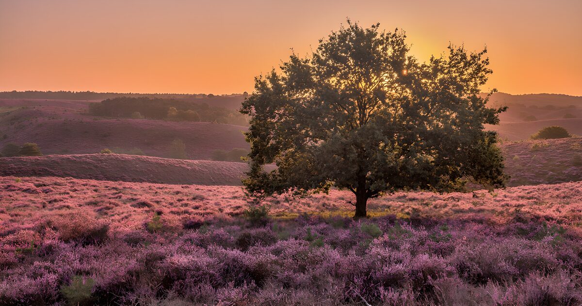 HPDK42648: Træ på blomstrende hede i aftensol