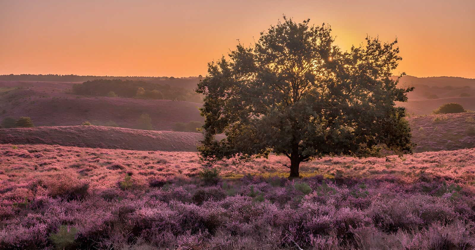HPDK42648: Træ på blomstrende hede i aftensol