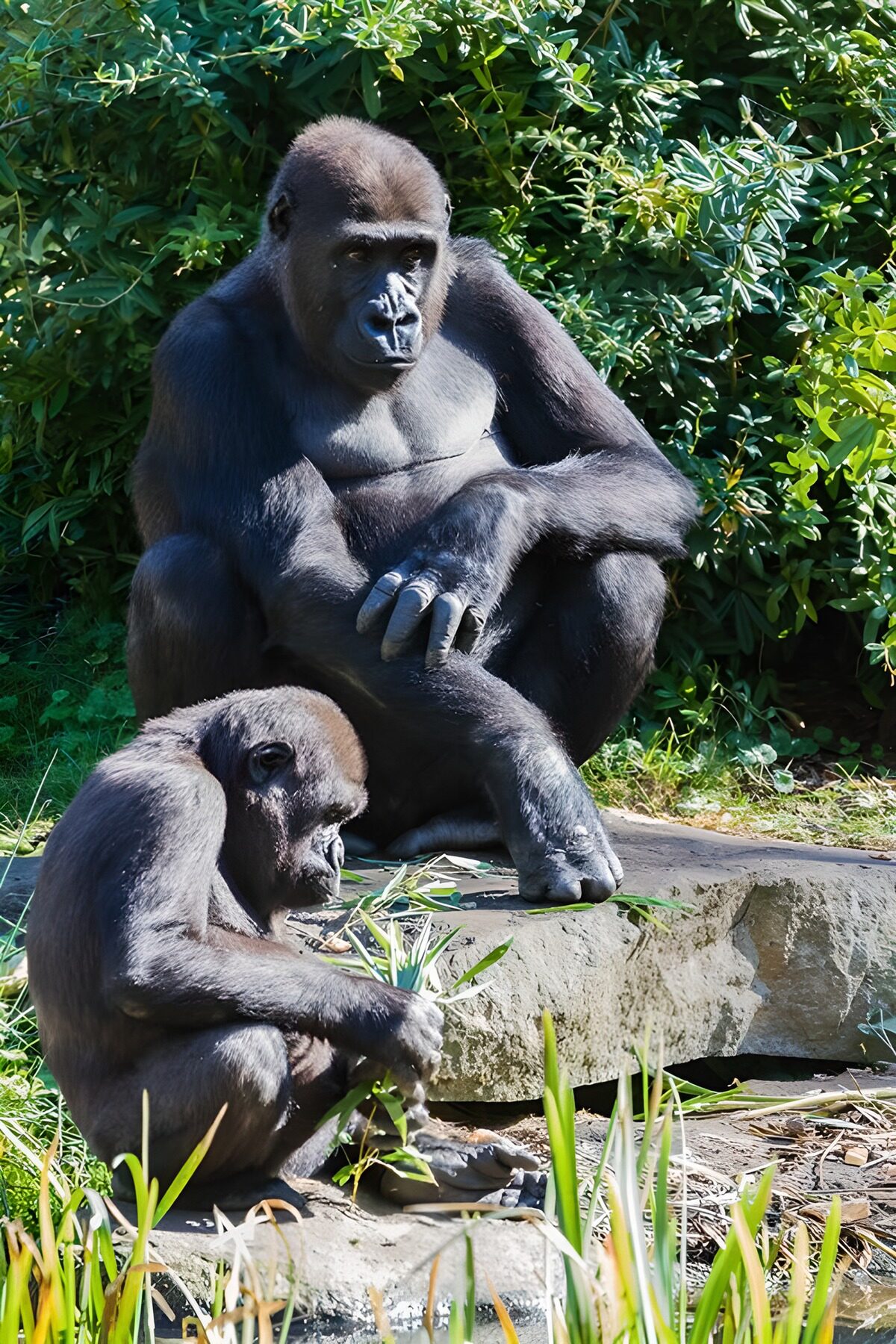 To gorillaer mellem klipper og grønt