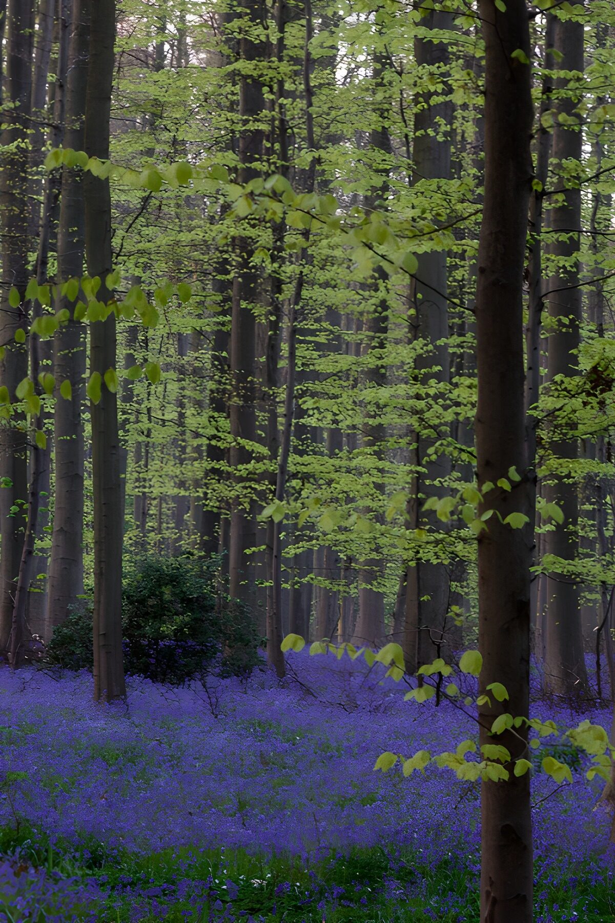 Forårsgrøn bøgeskov med blålilla blomster