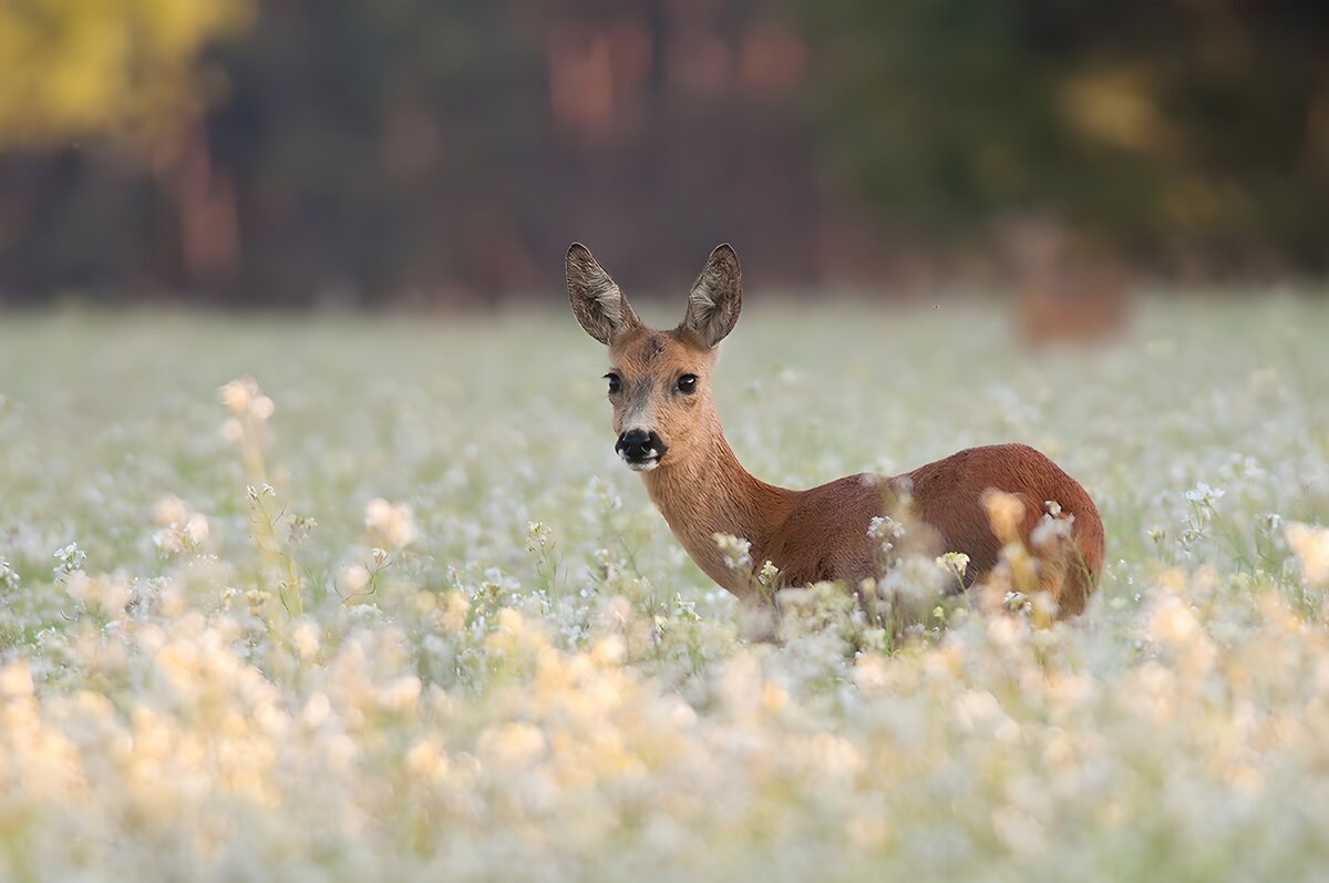 Rådyr i en blomstrende sommereng