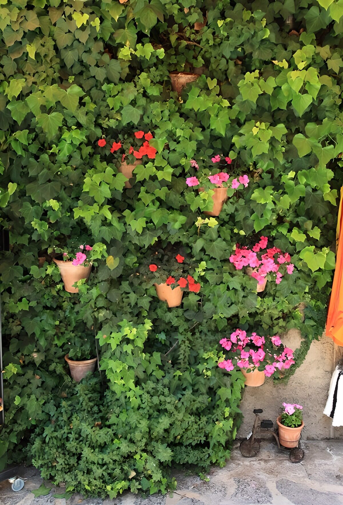 HPDK85541: Frodig væg med vedbend og blomsterkrukker