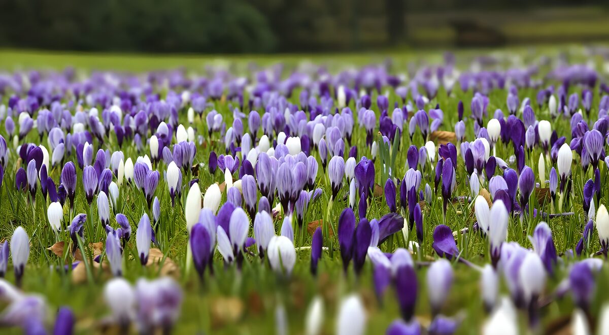 Lilla og hvide krokus i forårsgræsset