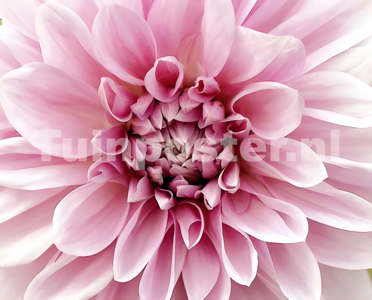 Rosa georgine i blødt lys