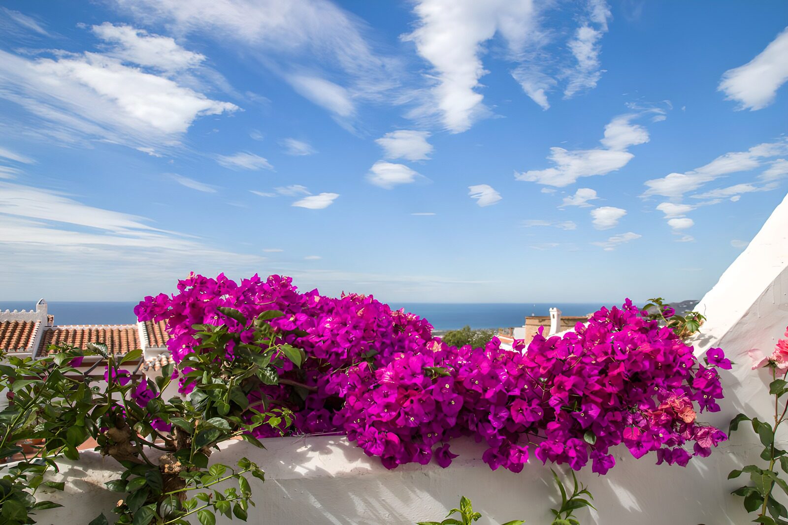 HPDK58087: Bougainvillea over en solbeskinnet mur