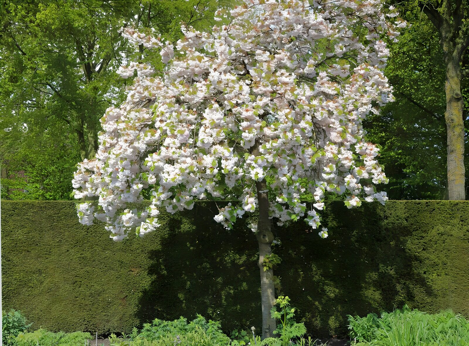 HPDK66153: Hvidt blomstrende træ i forårssol