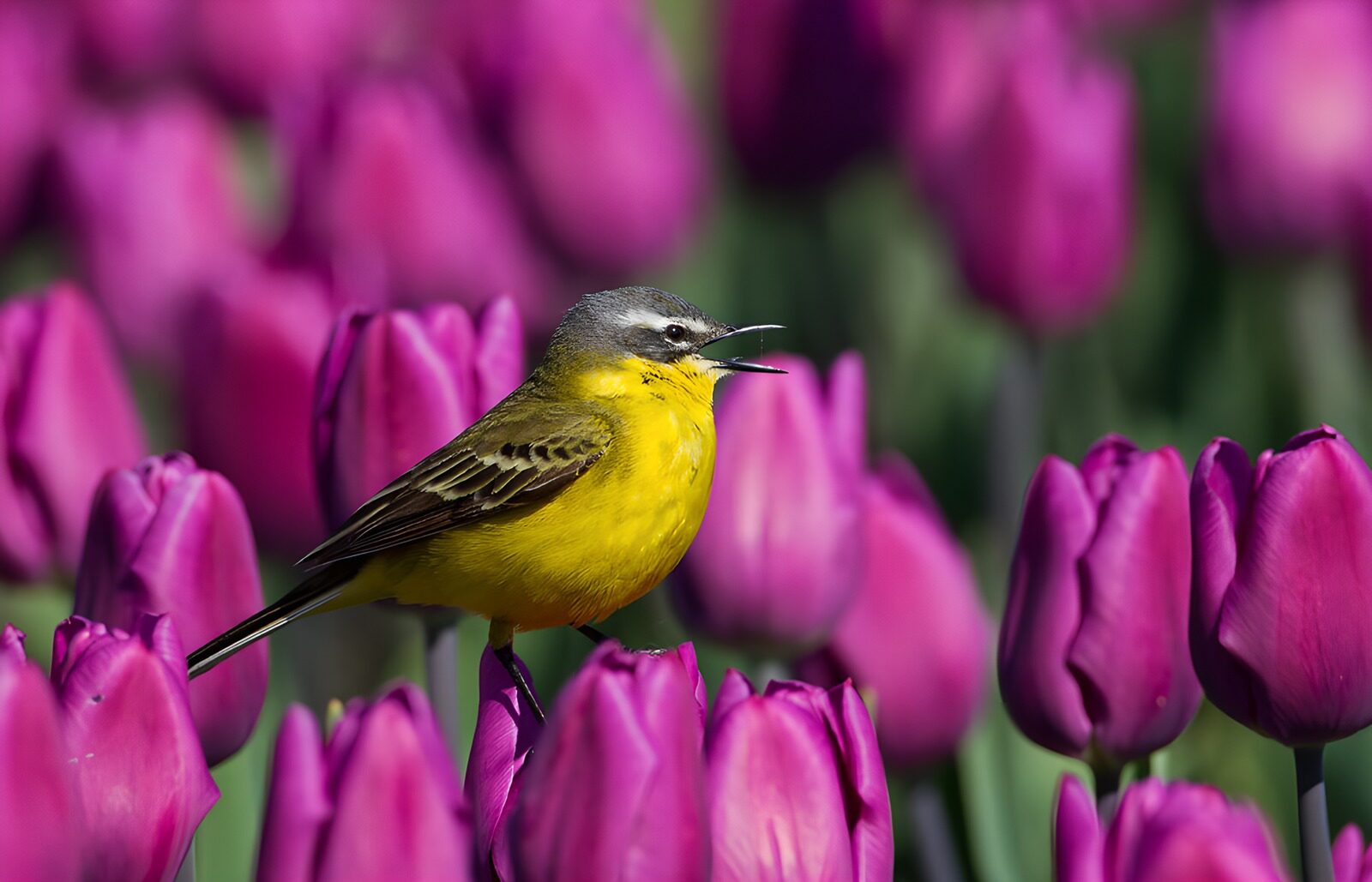 HPDK79421: Gul vipstjert blandt lilla tulipaner