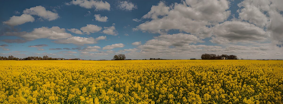 HPDK30695: Gul blomstermark under en skyfyldt himmel