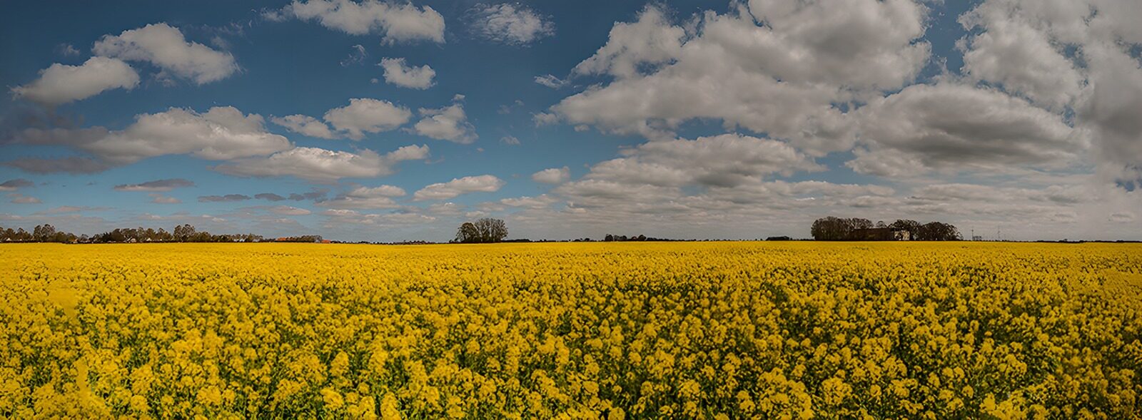 HPDK30695: Gul blomstermark under en skyfyldt himmel
