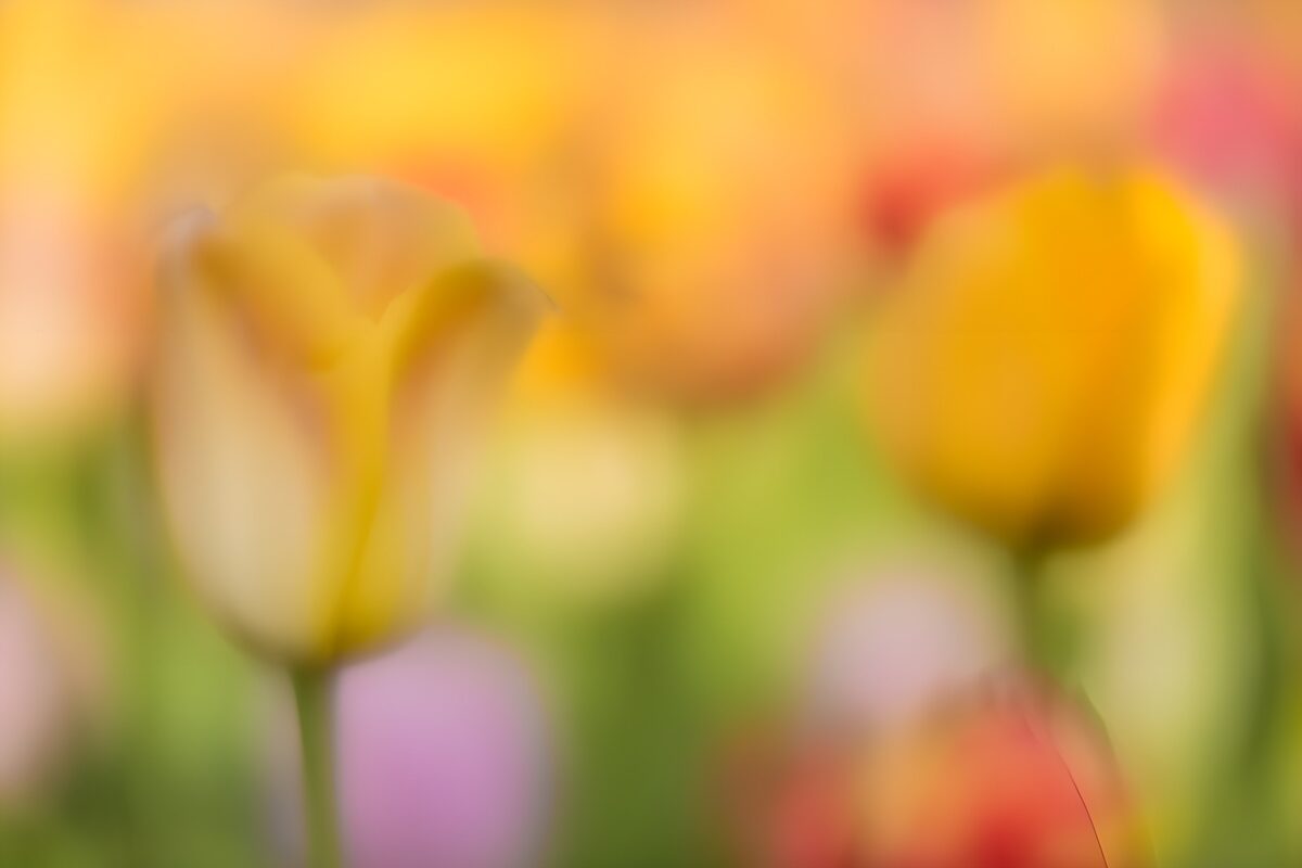 Gule tulipaner i blødt fokus